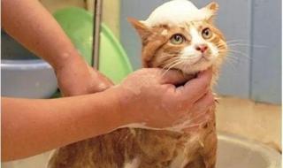 小猫多长时间洗一次澡比较合适 猫多久洗一次澡